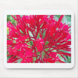 Beautiful Kaleidoscope of Colourful Red Milkweed Mouse Pad