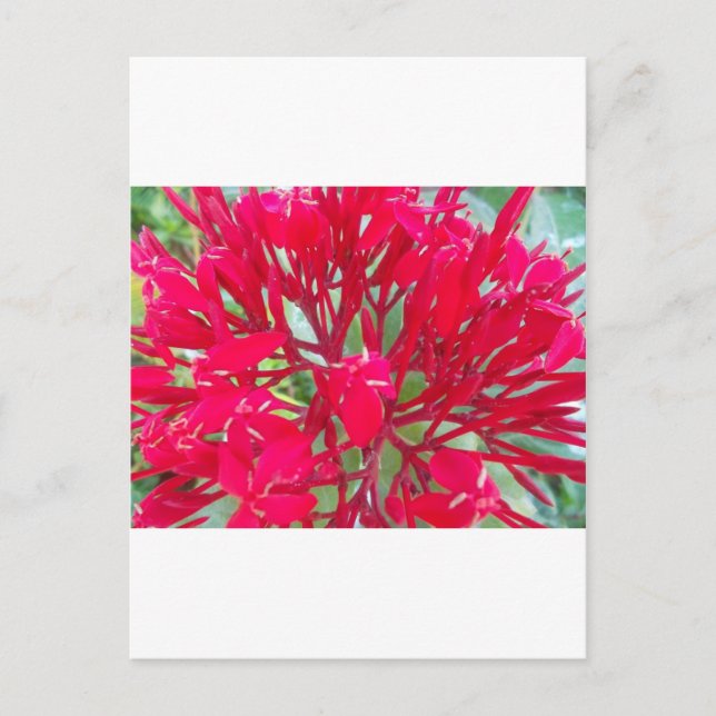 Beautiful Kaleidoscope of Colourful Red Milkweed  Postcard (Front)