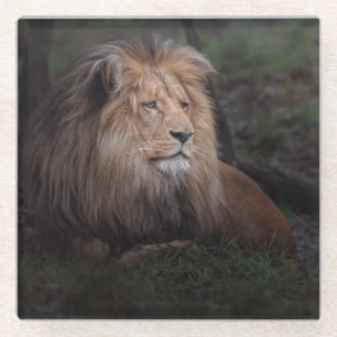 Beautiful Katanga Lion Glass Coaster