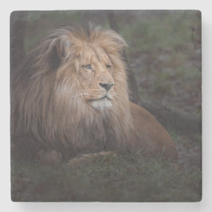 Beautiful Katanga Lion Stone Coaster