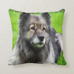 Beautiful Keeshond Cushion
