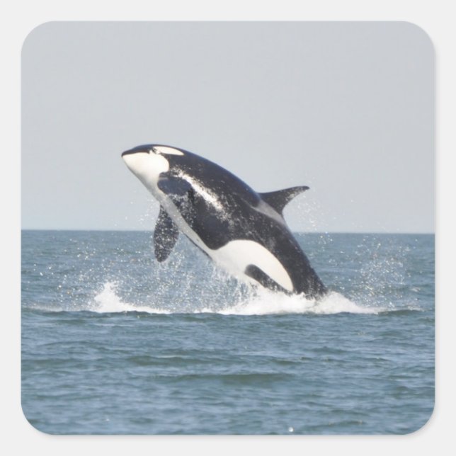 Beautiful Killer Whale Square Sticker (Front)