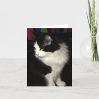 Beautiful Kitty note card