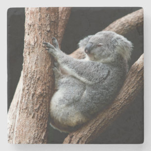 Beautiful Koala Bear in a Tree Stone Coaster