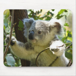 Beautiful Koala Bear in the Trees Mouse Pad
