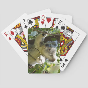 Beautiful Koala Bear in the Trees Playing Cards