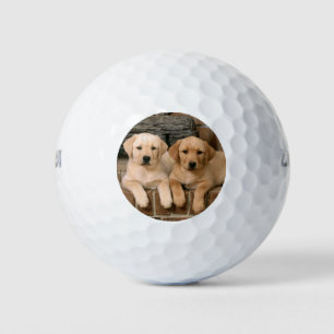Beautiful lab puppys golf balls