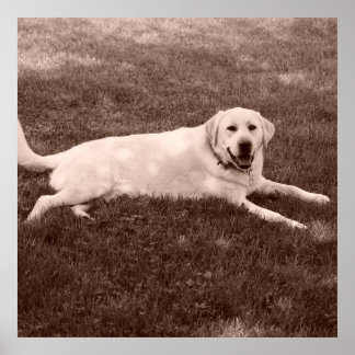 beautiful Labrador retriever Poster