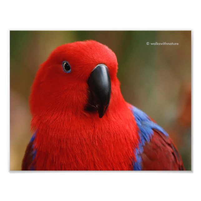 Beautiful "Lady in Red" Eclectus Parrot Photo Print (Front)