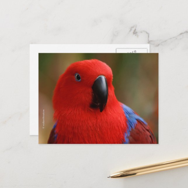 Beautiful "Lady in Red" Eclectus Parrot Postcard (Front/Back In Situ)