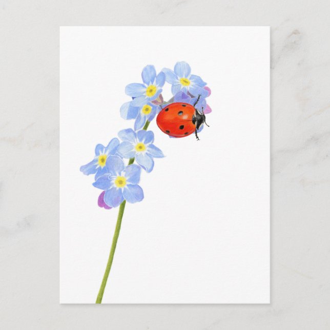 Beautiful Ladybug Drawing  Postcard (Front)