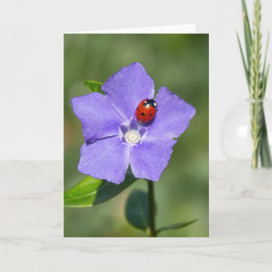 Beautiful Ladybug on Periwinkle Greeting Card