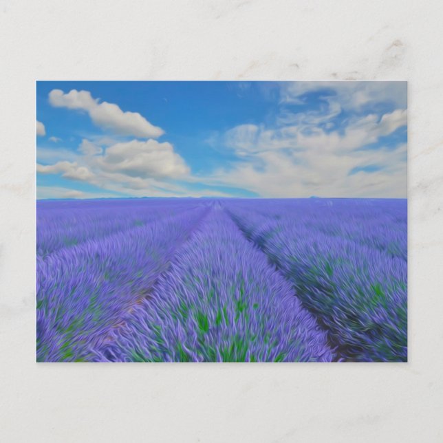 Beautiful landscape of lavender fields postcard (Front)