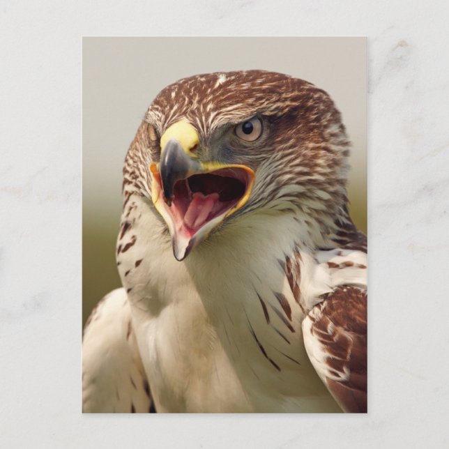 Beautiful Lanner Falcon Postcard (Front)