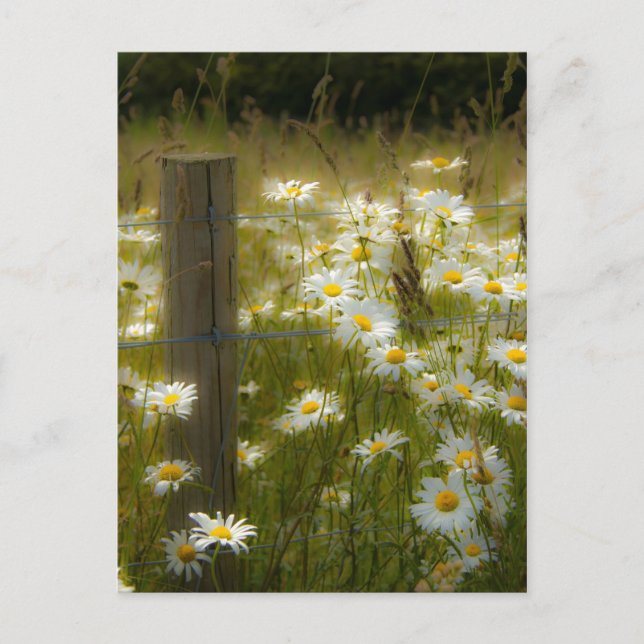 Beautiful Large Daisies Postcard (Front)