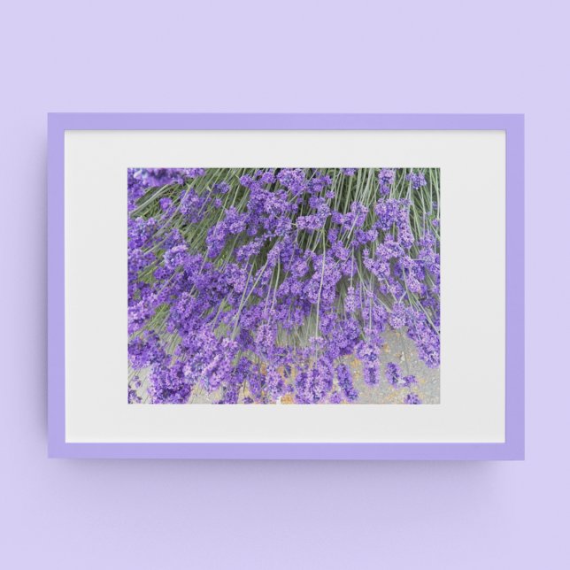 Beautiful Lavender Blooms Floral Poster (In Situ Framed)