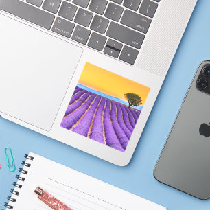 Beautiful lavender field in Provence
