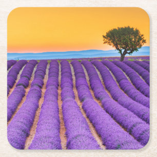 Beautiful lavender field in Provence Square Paper Coaster