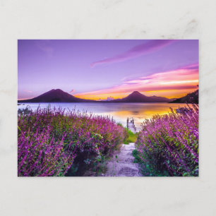 Beautiful Lavender Field View Mountains Postcard