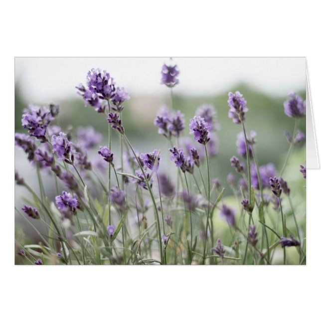 Beautiful Lavender Fields Blank Card (Front Horizontal)