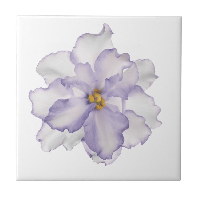 Beautiful Lavender Orchid on White Tile (Front)