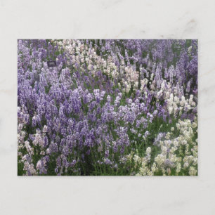 Beautiful Lavender postcard