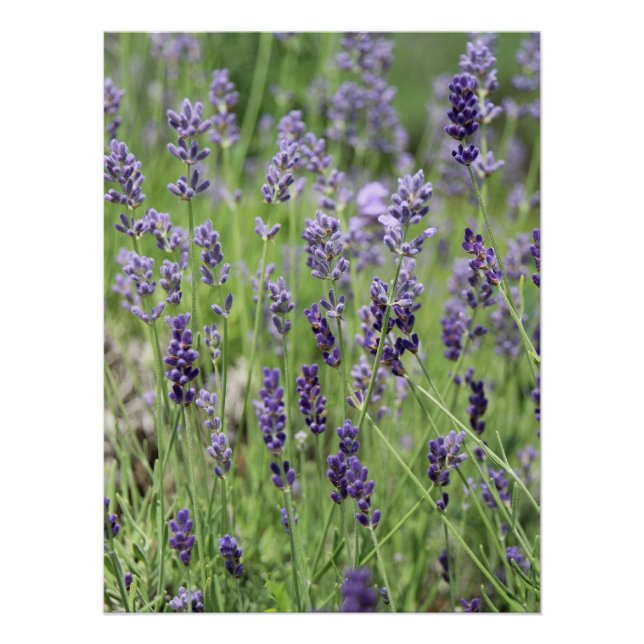 Beautiful Lavender Poster (Front)