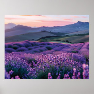 Beautiful lavnder field at sunset poster