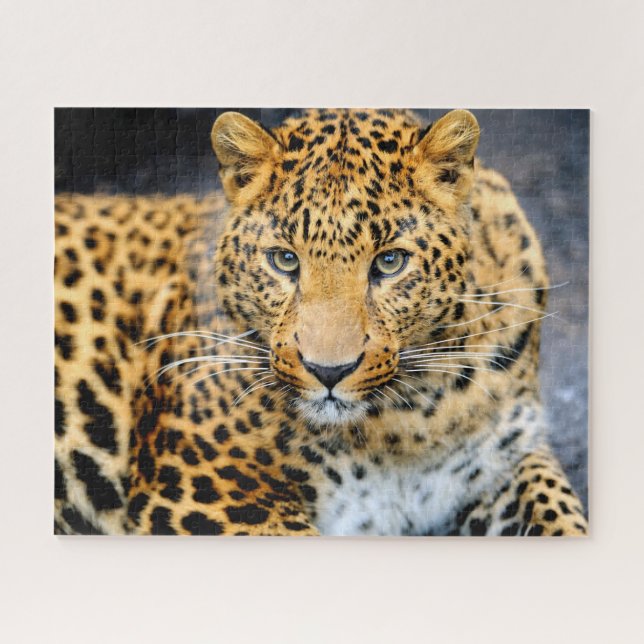 Beautiful Leopard Face, Jigsaw Puzzle (Horizontal)