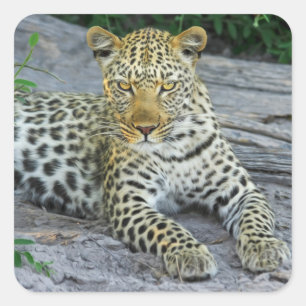 beautiful leopard stickers