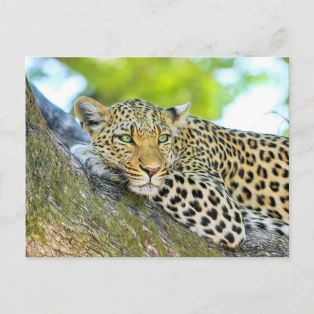 Beautiful leopard with green eyes postcard (Front)
