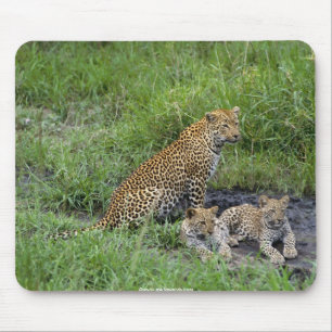 beautiful leopards cub mouse pad