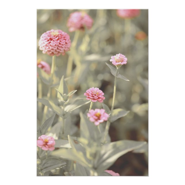 Beautiful Light Pink Flower Blossom Floral Poster (Front)