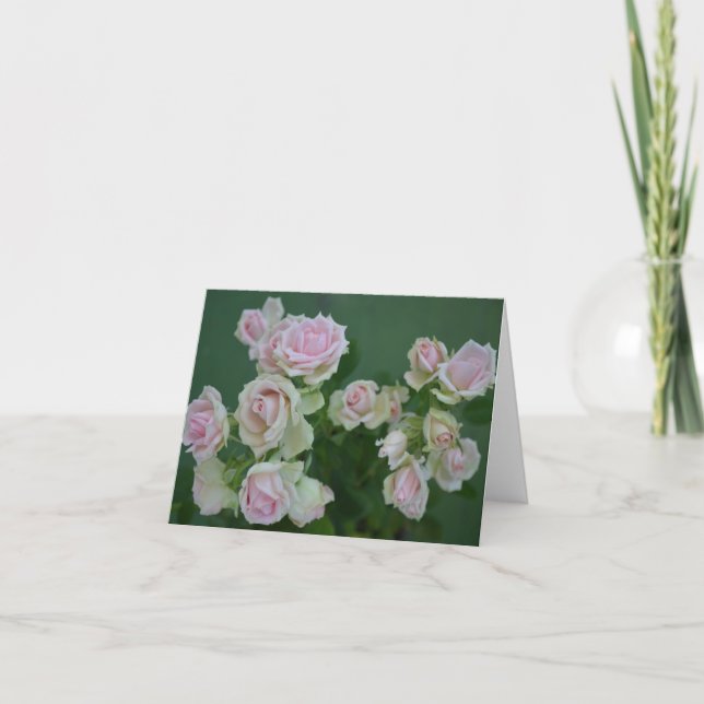 Beautiful light pink garden roses  card (Front)