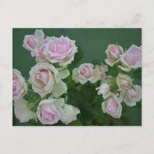 Beautiful light pink garden roses holiday postcard