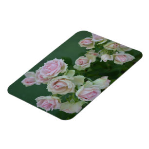 Beautiful light pink garden roses magnet