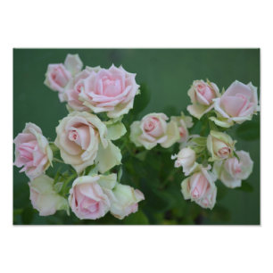 Beautiful light pink garden roses photo print