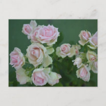 Beautiful light pink garden roses