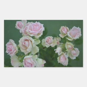 Beautiful light pink garden roses rectangular sticker