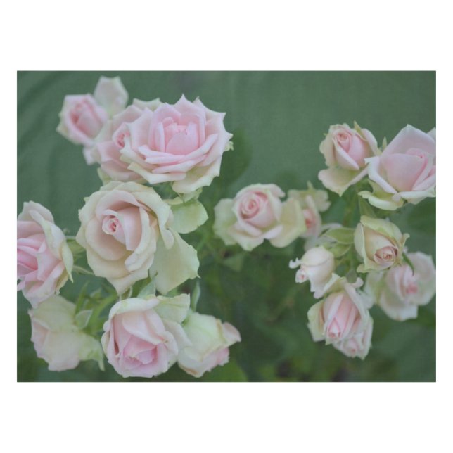 Beautiful light pink garden roses    tablecloth (Front (Horizontal))