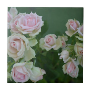 Beautiful light pink garden roses tile