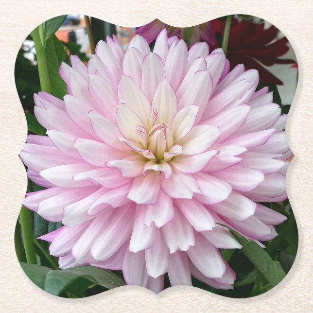 Beautiful Light Purple Dahlia Flower Paper Coaster (Front)