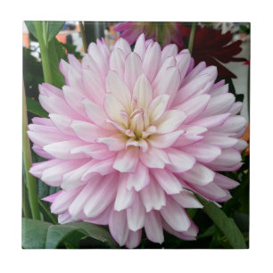 Beautiful Light Purple Dahlia Flower Tile