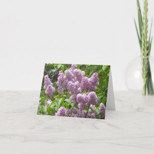Beautiful Lilac Bush Blank Note Card