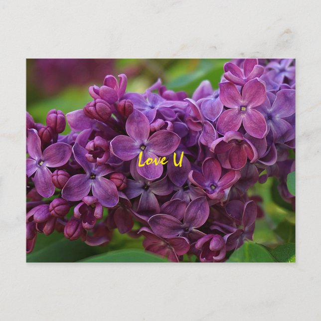 Beautiful lilac flower postcard (Front)