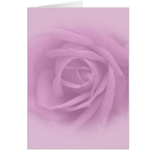 Beautiful Lilac Rose