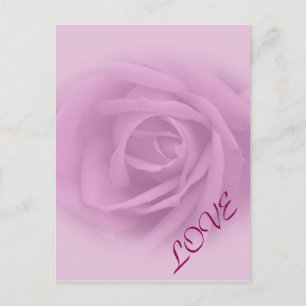 Beautiful Lilac Rose Postcard