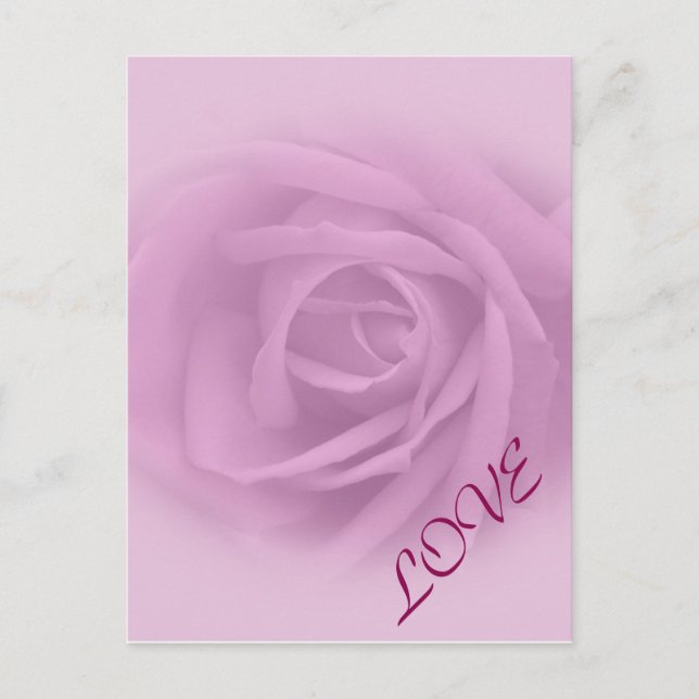 Beautiful Lilac Rose Postcard (Front)