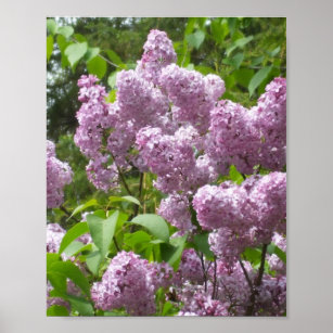 Beautiful Lilacs -Floral Photograph   Poster