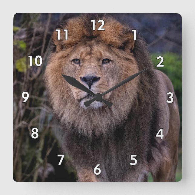 Beautiful Lion in the Wild Square Wall Clock (Front)